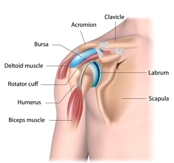 anatomy of the shoulder