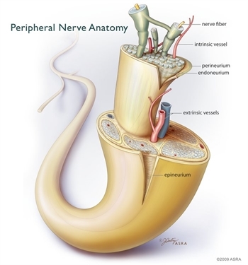 Peripheral Nerve Anatomy