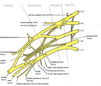 Nerve Anatomy