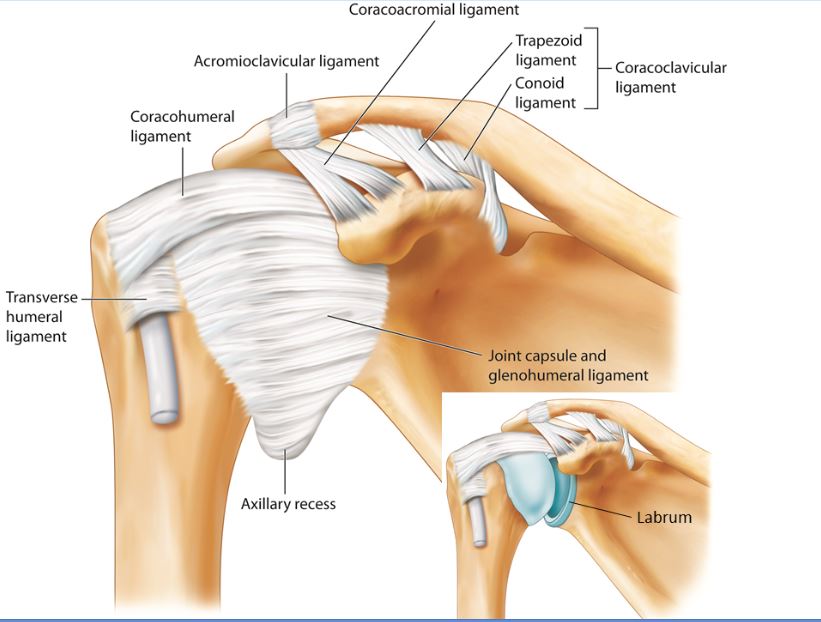 peng_1_ghj_anatomy_uspm_shoulder