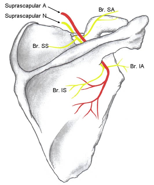 suprascapular-nerve-block-suprascapular-nerve-and-its-branches
