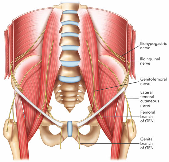 ultrasound-guided-block-for-peripheral-structures-ilioinguinal-iliohypogastric-an