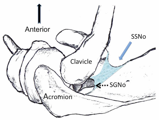 ultrasound-guided-block-for-peripheral-structures-superior-view-of-the-left-shoul