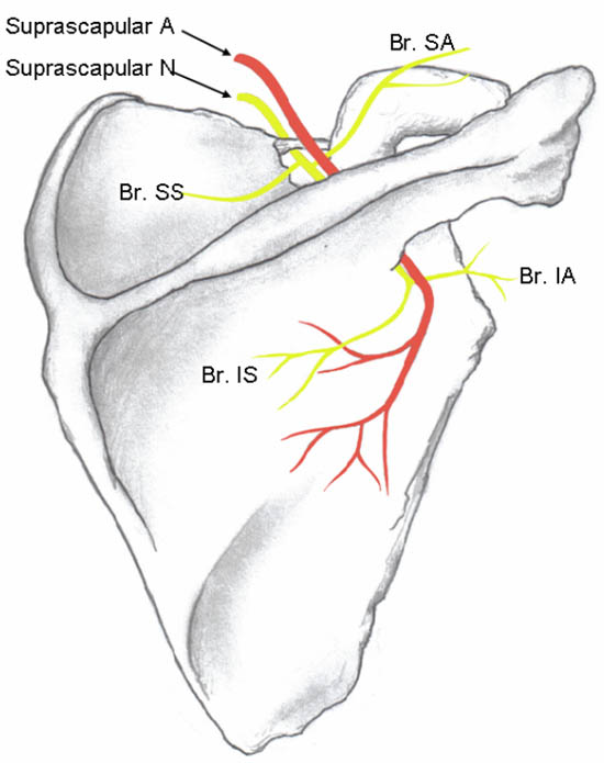 ultrasound-guided-block-for-peripheral-structures-suprascapular-nerve-and-its-bra