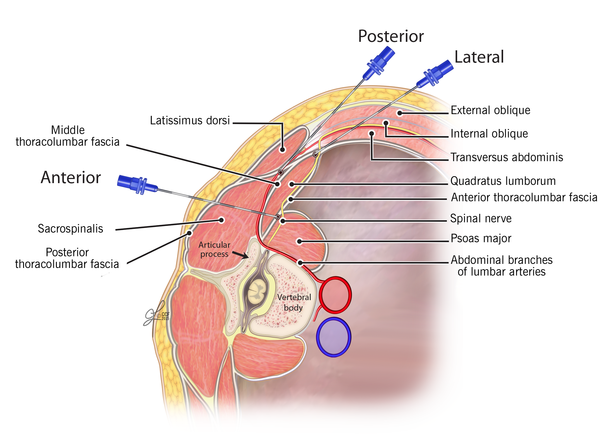 Elsharkawy_Quadratus_Fig7